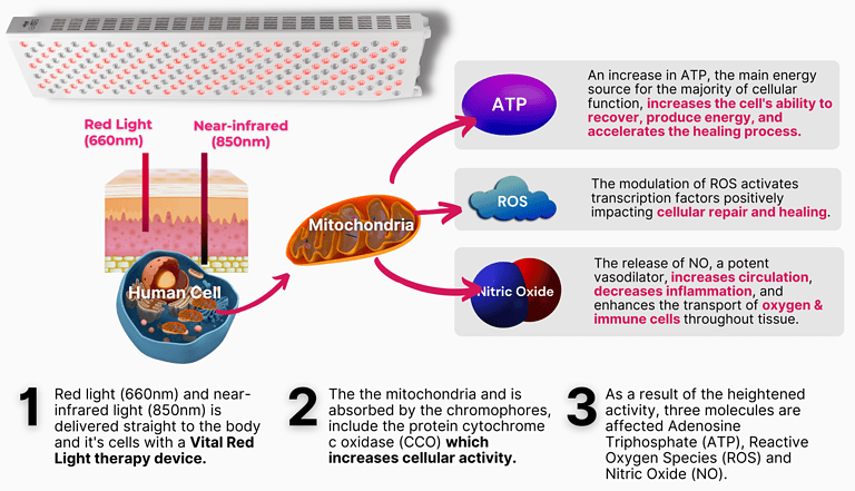 red light therapy for improving testosterone